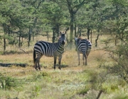 Zebre