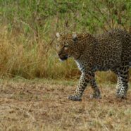 Maasai Mara per fotografi (…e non)