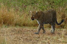 Maasai Mara per fotografi (…e non)